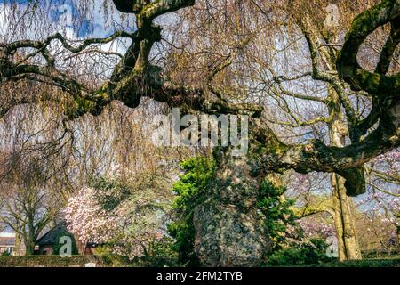 Alter, unregelmäßig geformter Baum auf einem Friedhof Stockfoto