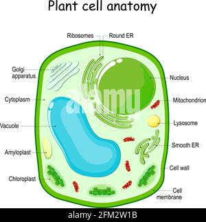 Struktur der Pflanzenzellen. vektordiagramm. Anatomie einer biologischen Zelle mit markierten Teilen. Querschnitt einer Pflanzzelle. Illustration für Bildung Stock Vektor