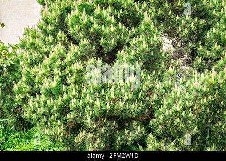 Bergkiefernstrauch (Pinus mugo) Mit Kerzenformationen in einem Garten Stockfoto