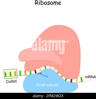 Ribosom und mRNA. Anatomie makromolekularer Maschinen, die Proteinsynthese. MRNA-Translation. Kleine und große Untereinheit. MRNA-Impfstoff Stock Vektor
