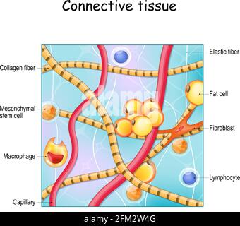 Bindegewebe. Struktur und Anatomie. Extrazelluläre Matrix, elastische und kollagene Fasern, Blutgefäße und Zellen: Lymphozyten, Fibroblast Stock Vektor