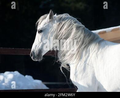 Weißes andalusisches Pferd im Winter Stockfoto
