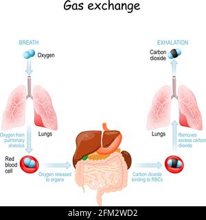 Gasaustausch im menschlichen Körper. Atmung oder Atmung. Sauerstofftransportzyklus. Vektorgrafik Stock Vektor