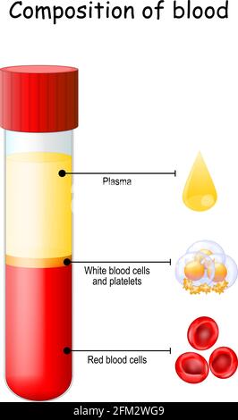 Blutzusammensetzung. Reagenzglas, Glasware oder Kolben. Nahaufnahme von Plasmatropfen, Blutplättchen, rotem Blut und weißen Blutkörperchen. Vektordiagramm. Bildung Stock Vektor