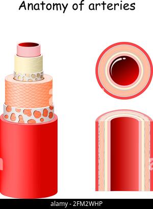 Anatomie der Arterien. Struktur des Blutgefäßes. Nahaufnahme der Arterie. Längs- und Querschnitt der Arterie. Vektorgrafik Stock Vektor