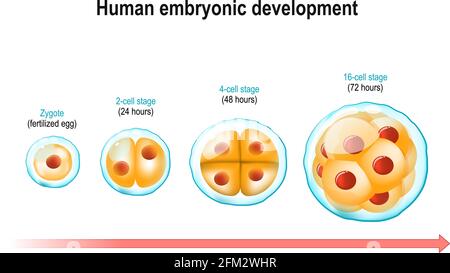 Entwicklung des menschlichen Embryos. Von Zygote (befruchtete Eizelle) bis 16-Zellen-Stadium. Drei Tage nach der Befruchtung. Zellteilung und pränatale Entwicklung Stock Vektor