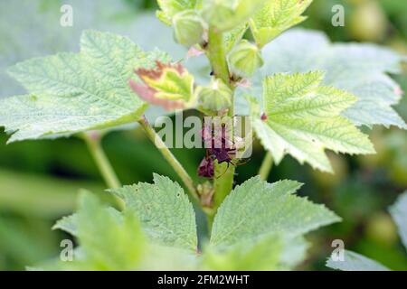 Gonocerus acuteangulatus auf der Hollyhock-Pflanze. Es ist eine pflanzenfressende Art von echtem Käfer in der Familie Coreidae. Es ist allgemein bekannt als der Box Bug. Stockfoto