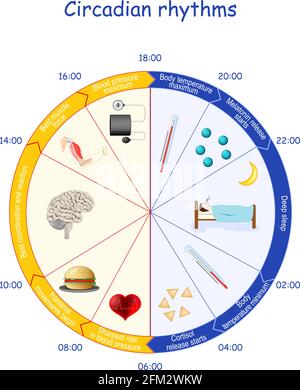 Zirkadiane Rhythmen. Tag- und Nachtzyklus. Melatonin- und Cortisol-Gleichgewicht. Menschliche biologische Uhr und tägliche Aktivitäten. Hormonfreisetzung. Diagramm Stock Vektor