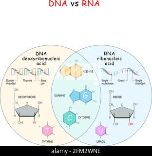 DNA und RNA. Vergleich und Unterschied. Chemische Strukturformel und Modell der Moleküle DNA und RNA. Vektorgrafik Stock Vektor