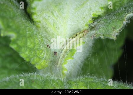 Caterpillar von Pyrausta aurata auf Minzpflanze. Dies ist eine Pest von Münzstätten. Stockfoto