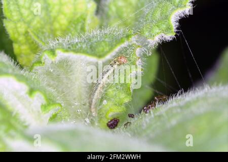 Caterpillar von Pyrausta aurata auf Minzpflanze. Dies ist eine Pest von Münzstätten. Stockfoto