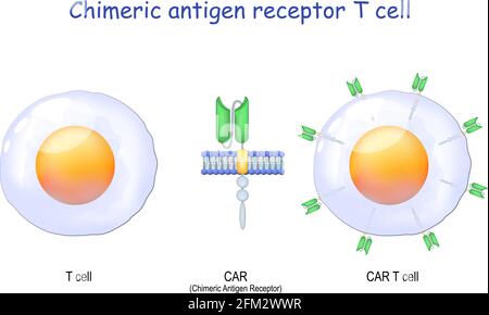 T-Zelle, Nahaufnahme eines chimären Antigen-Rezeptors und CAR-T-Zelle. T-Zell-Rezeptor zur Verwendung in der Immuntherapie. Vektor. Chemotherapie. Stock Vektor