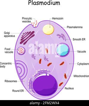 Plasmodium Anatomie. Struktur des einzelligen Parasiten von Wirbeltieren und Insekten. Erreger der Malaria. vektordiagramm Stock Vektor