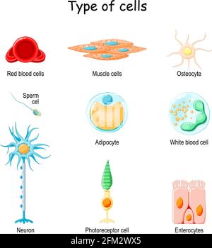 Menschliche Zellen: Knochen (Osteocyte), Muskel (Myocyte), Nerven (Neuron und Photorezeptor), Epithelzellen (Enterozyten) Hämozyten (rote und weiße Blutkörperchen) Stock Vektor