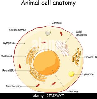 Anatomie von Tierzellen. vektordiagramm. Die Struktur einer menschlichen Zelle mit markierten Teilen. Querschnitt einer eukaryotischen Zelle. Illustration für Biologie, Stock Vektor