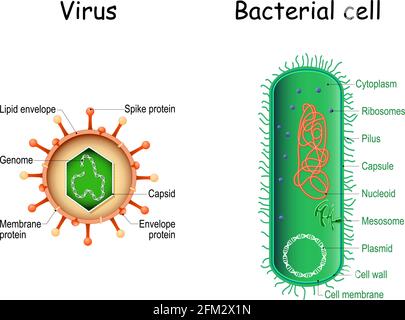 Viren und Bakterien. Nahaufnahme. Vergleich und Unterschied. Bakterielle Zellanatomie und Virionstruktur. Vektorgrafik Stock Vektor