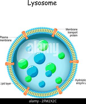 Lysososososososum. Anatomie des Lysosomes: Hydrolytische Enzyme, Membran- und Transportproteine. Organelle verwenden die Enzyme, um Nahrung zu zersetzen und zu verdauen Stock Vektor