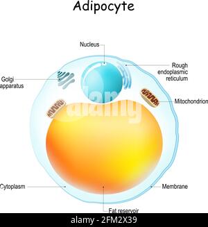 Anatomie der Adipozyten. Struktur der Fettzelle. Fettgewebe. Vektorgrafik Stock Vektor