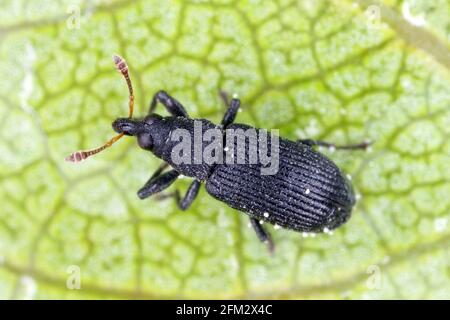 Magdalis ruficornis Pflaumenkäfer (Curculionidae) auf Pfirsichblatt. Ein Schädling von Pflaumen und anderen Obstbäumen wie Apfel, Aprikose, Kirsche und Pfirsich. Stockfoto