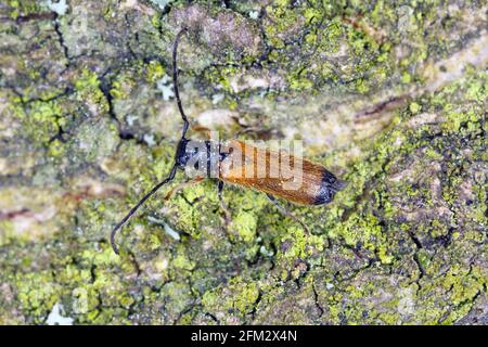 Pyrausta aurata die Larven (Raupen) dieser Motte ernähren sich von den Münzstätten. Stockfoto