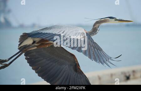 Port Aranas, TEXAS, USA. Mai 2021. Montag, 3. April 2021. Port Aranas, Texas, USA. Ein Graureiher fliegt auf der Suche nach Fischen entlang des Schiffskanals in Port Aranas, Tx. (Bild: © Ralph LauerZUMA Wire) Stockfoto