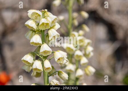 Nahaufnahme einer Perserlilie (fitillarai persica) Blühende Pflanze Stockfoto