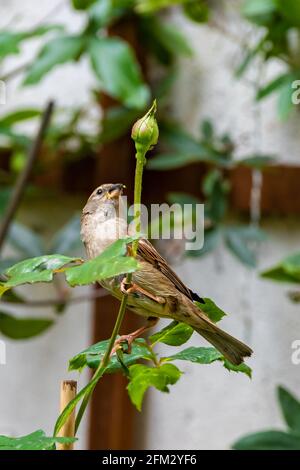 Ein Sperling Weibchen, das Blattläuse auf einer Rosenknospe isst Stockfoto