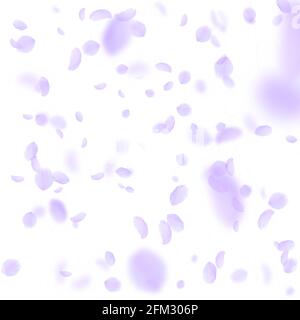 Violette Blütenblätter fallen herunter. Fabelhafte romantische Blumen fallen Regen. Fliegendes Blütenblatt auf weißem quadratischem Hintergrund. Liebe, Romantik Konzept. Bezaubernd Stock Vektor