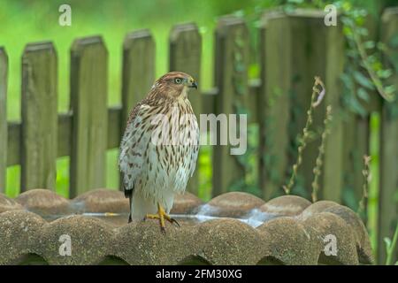 Coopers Hawk auf einem Vogelbad im Garten in Elk Grove Village, Illinois Stockfoto