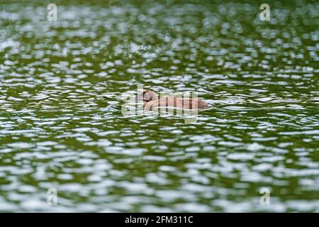Ein Baby Loon Schwimmen in einem Wilderness Lake in der Sylvania Wilderness in Michigan Stockfoto