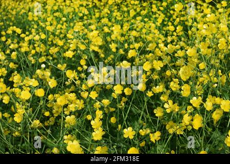 Leuchtend gelbe Blüten von Butterblumen auf einer grünen Wiese. Ranunculus acris, Heilpflanze. Stockfoto