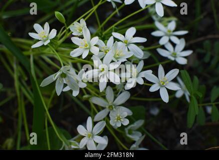 Ornithogalum umbellatum. Schöne weiße Wildblumen im Wald. Stockfoto