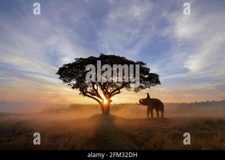 Silhouette eines Mahouts auf einem Elefanten in einem Reisfeld bei Sonnenuntergang, Thailand Stockfoto