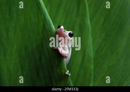 Nahaufnahme eines Wüstenfrosches auf einem Blatt, Indonesien Stockfoto