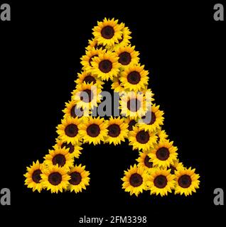 Großbuchstabe A aus gelben Sonnenblumen Blumen isoliert auf schwarzem Hintergrund. Design-Element für Love Concepts Designs. Ideal für Muttertag und s Stockfoto