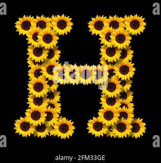 Großbuchstabe H aus gelben Sonnenblumen Blumen isoliert auf schwarzem Hintergrund. Design-Element für Love Concepts Designs. Ideal für Muttertag und s Stockfoto