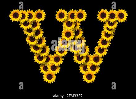 Großbuchstabe W aus gelben Sonnenblumen Blumen isoliert auf schwarzem Hintergrund. Design-Element für Love Concepts Designs. Ideal für Muttertag und s Stockfoto