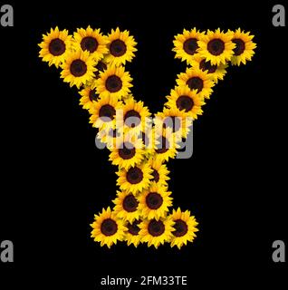 Großbuchstabe Y aus gelben Sonnenblumen Blumen isoliert auf schwarzem Hintergrund. Design-Element für Love Concepts Designs. Ideal für Muttertag und s Stockfoto