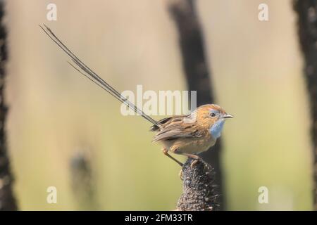 Südlicher emu-Wren (Stipiturus malachurus), der auf der Spitze eines verbrannten Grasbaums (Xanthorrhoea resinosa), Australien, thront Stockfoto