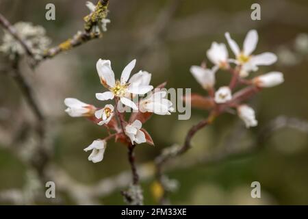 Nahaufnahme von blühenden Blüten der glatten Dienstbeere (amelanchier laevis) Stockfoto