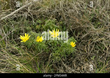 Frühling adon Blume in den Feldern und Hügeln, Ukraine. Das Auge des Fäusters wächst im Frühjahr auf der Schafweide. Große gelbe Blüten. Stockfoto