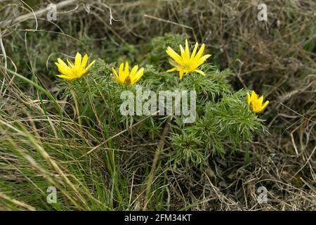 Frühling adon Blume in den Feldern und Hügeln, Ukraine. Das Auge des Fäusters wächst im Frühjahr auf der Schafweide. Große gelbe Blüten. Stockfoto