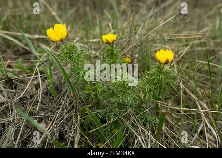 Frühling adon Blume in den Feldern und Hügeln, Ukraine. Das Auge des Fäusters wächst im Frühjahr auf der Schafweide. Große gelbe Blüten. Stockfoto