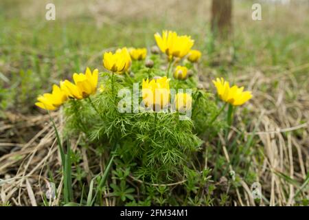 Frühling adon Blume in den Feldern und Hügeln, Ukraine. Das Auge des Fäusters wächst im Frühjahr auf der Schafweide. Große gelbe Blüten. Stockfoto