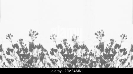 Schatten von Blumen an der weißen Wand Stockfoto