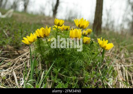 Frühling adon Blume in den Feldern und Hügeln, Ukraine. Das Auge des Fäusters wächst im Frühjahr auf der Schafweide. Große gelbe Blüten. Stockfoto