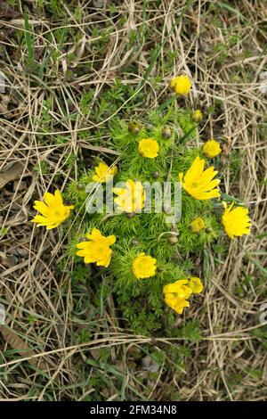 Frühling adon Blume in den Feldern und Hügeln, Ukraine. Das Auge des Fäusters wächst im Frühjahr auf der Schafweide. Große gelbe Blüten. Stockfoto