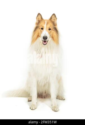 Sable und White American Collie Dog auf weißem Hintergrund Stockfoto