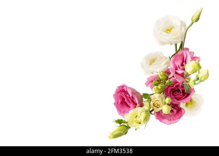 Blüten eustoma rosa und weiß auf weißem Hintergrund isoliert Stockfoto