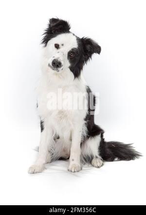 Schwarz-Weiß-Rahmen Collie auf weißem Hintergrund Stockfoto